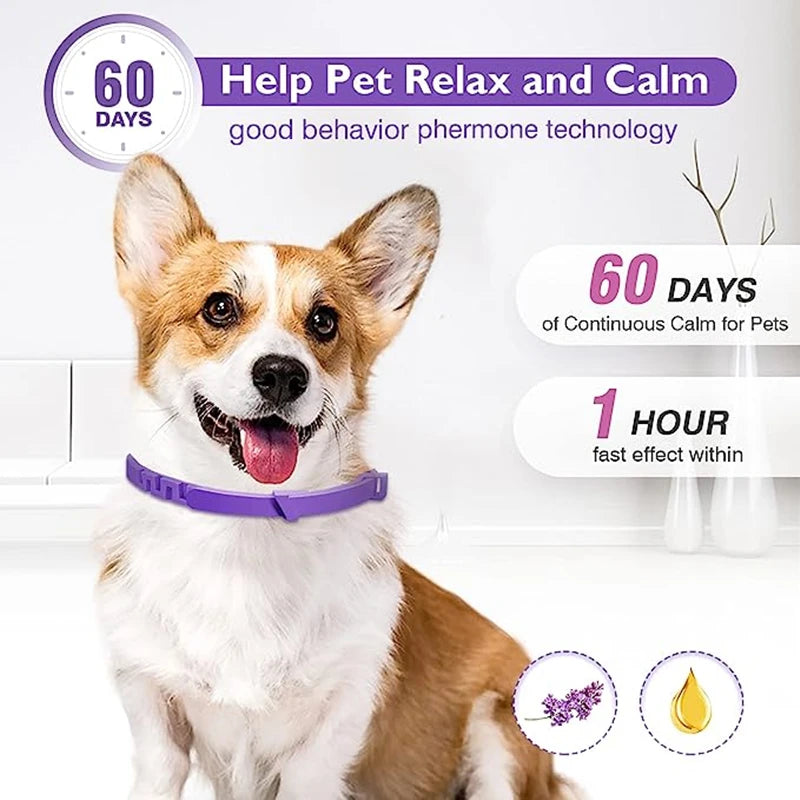 Collares de feromonas calmantes para perros